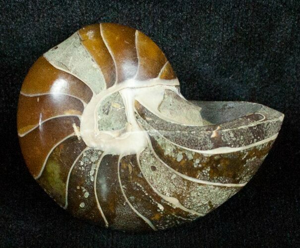 Inch Nautilus fossil from Madagascar #3684